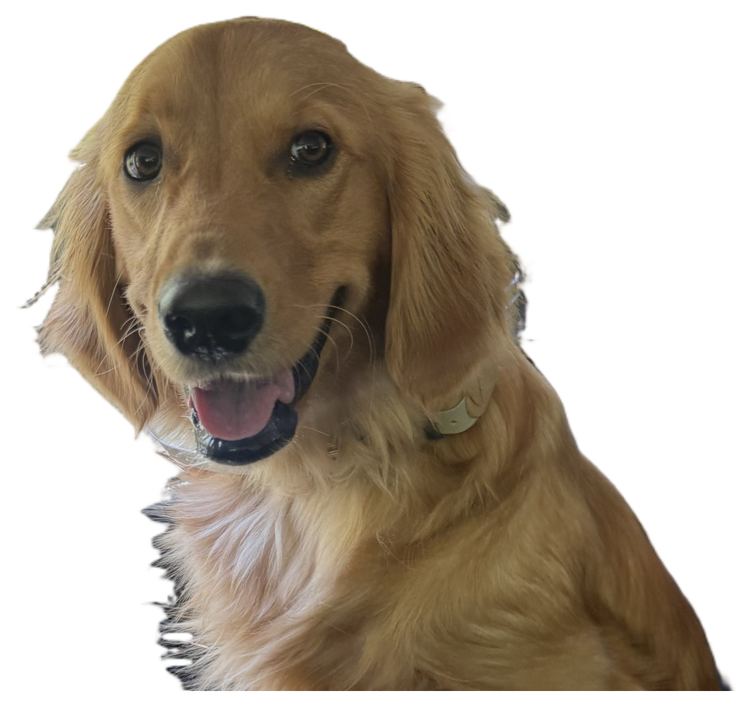 Sadie the golden retriever