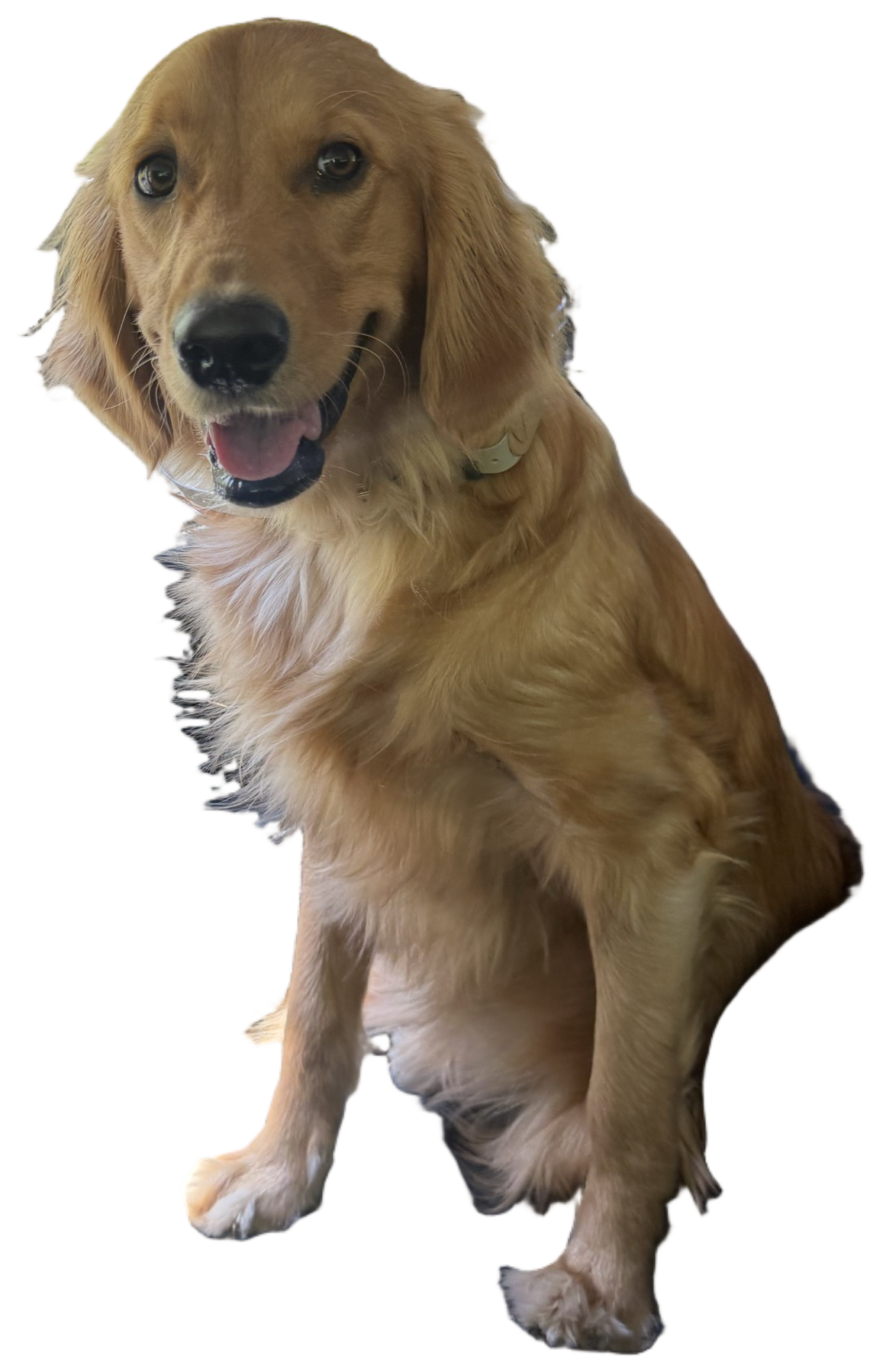 Sadie, our golden retriever and the namesake of Golden DTF